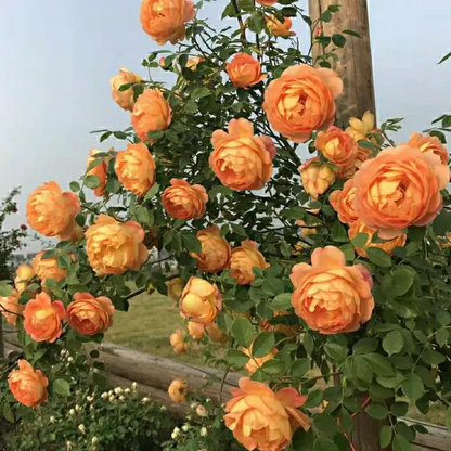 Orange climbing rose seeds