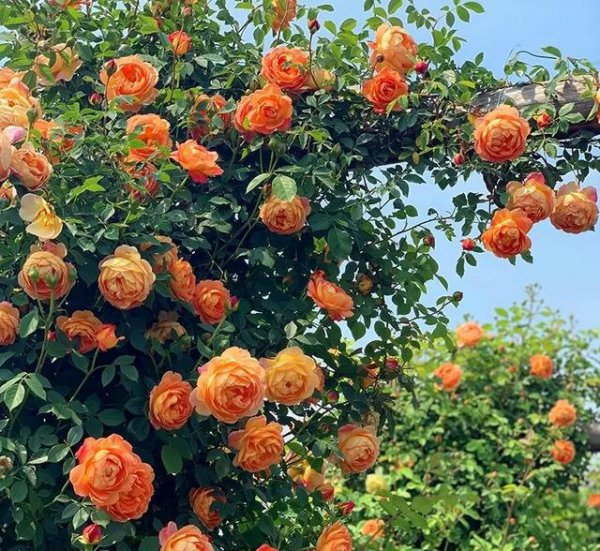 Orange climbing rose seeds