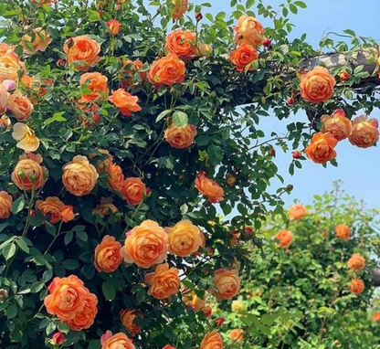 Orange climbing rose seeds