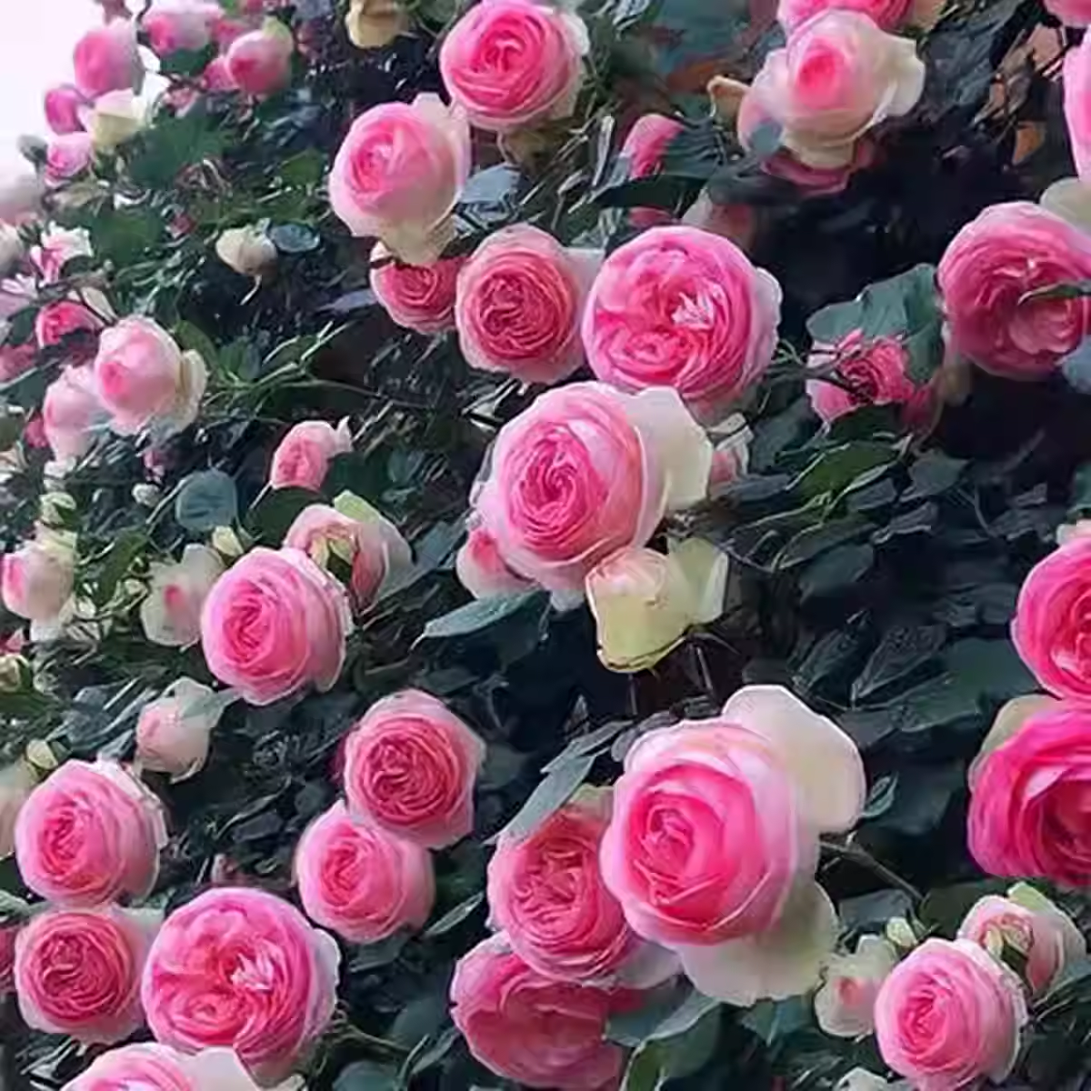 Pink Dragon Gem Climbing Rose Seed