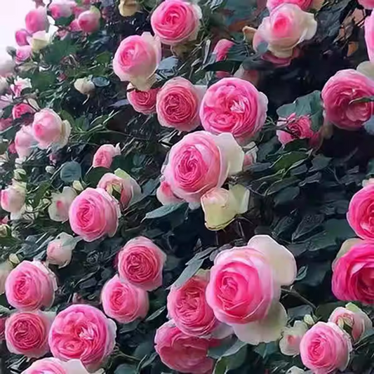 Pink Dragon Gem Climbing Rose Seed