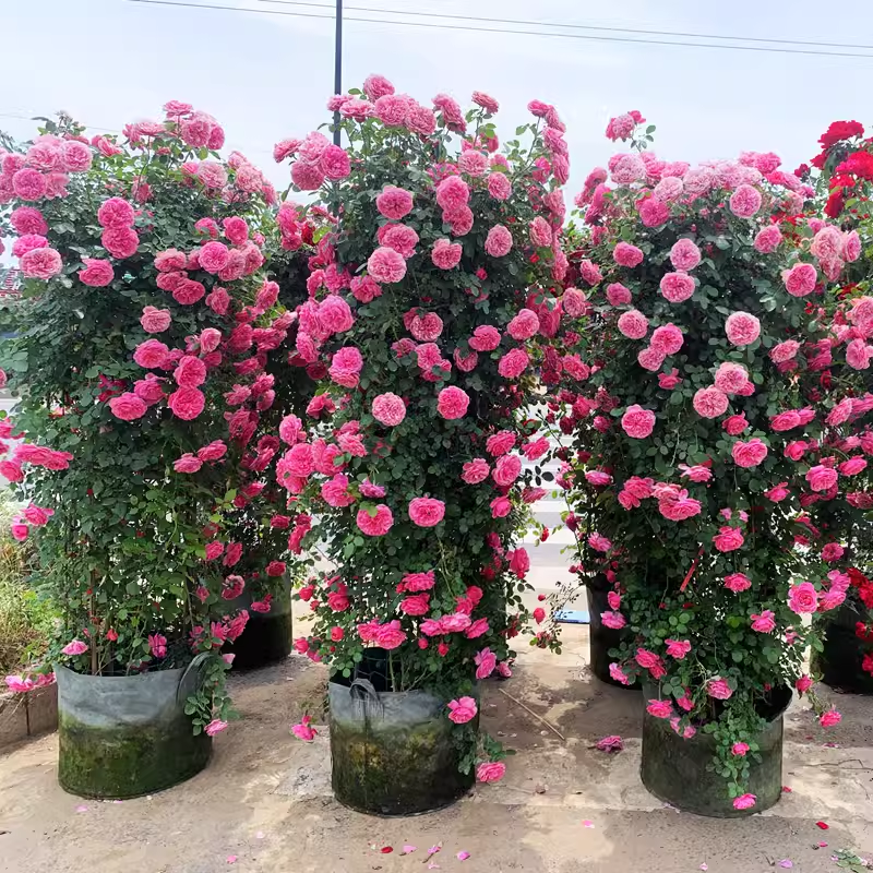 Pink Climbing Rose Seed