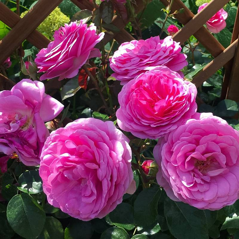 Pink Climbing Rose Seed