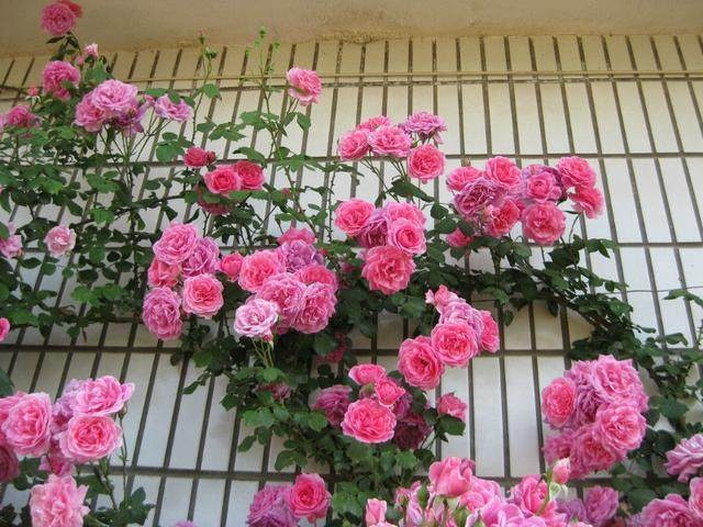 Pink Climbing Rose Seed