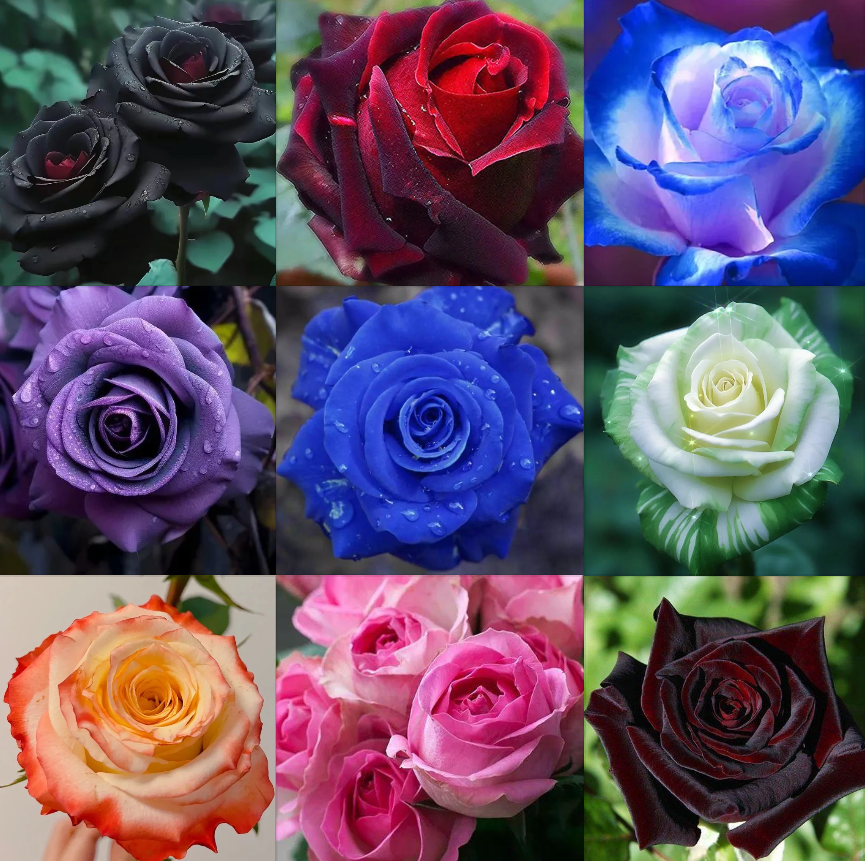 Rose Mix Series (Randomized)