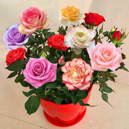 🔥56% OFF🌈Rainbow multi-color roses seeds🌹