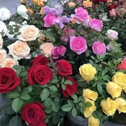 🔥56% OFF🌈Rainbow multi-color roses seeds🌹