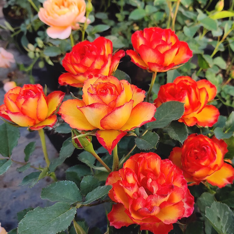 🎉56% OFF🔥Gradient Flame Rose Seeds