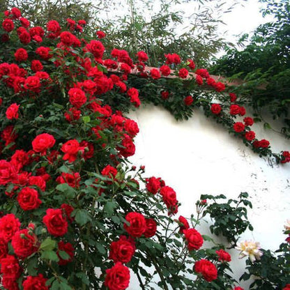 50pcs/Bag Red Climbing Rose Seeds