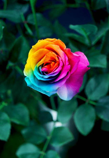 Rainbow Rose Seeds