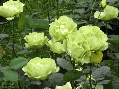 Green Rose Flower Seeds