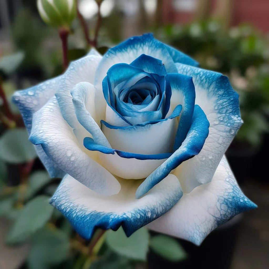 💙Sapphire Gem Twin Roses🤍