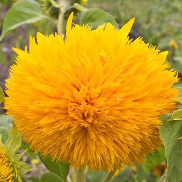 Teddy Bear Sunflower