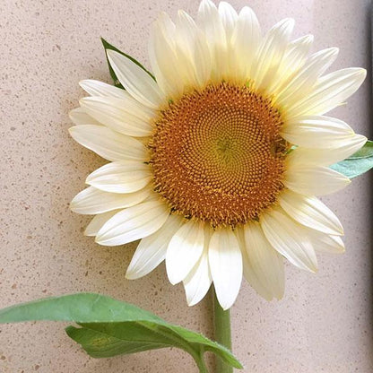 Butter Sunflower Seeds