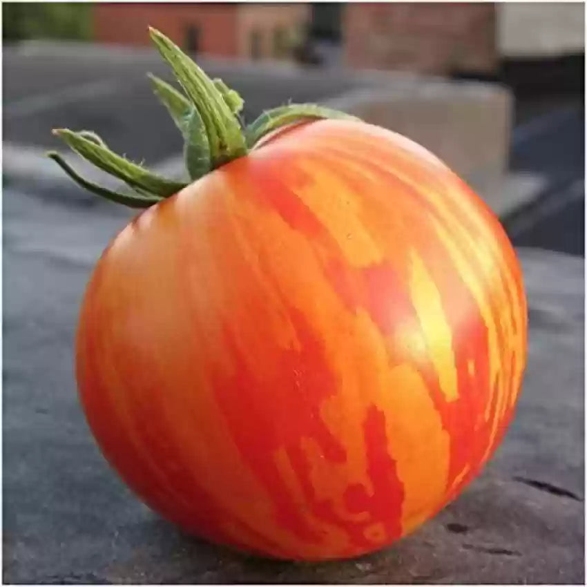 Red Zebras Tomato Seeds