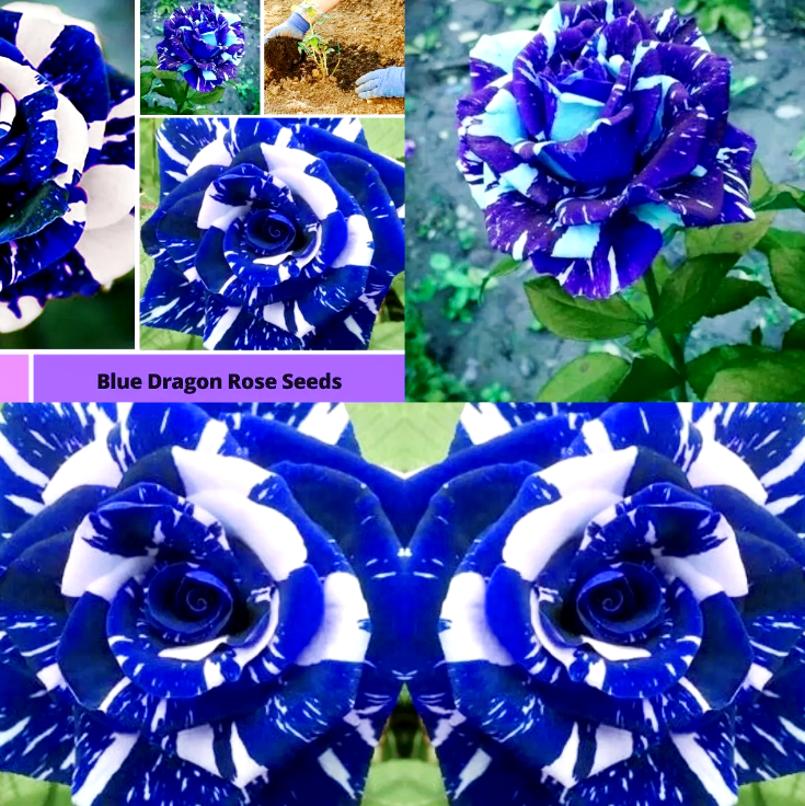 Blue Dragon Rose Seeds