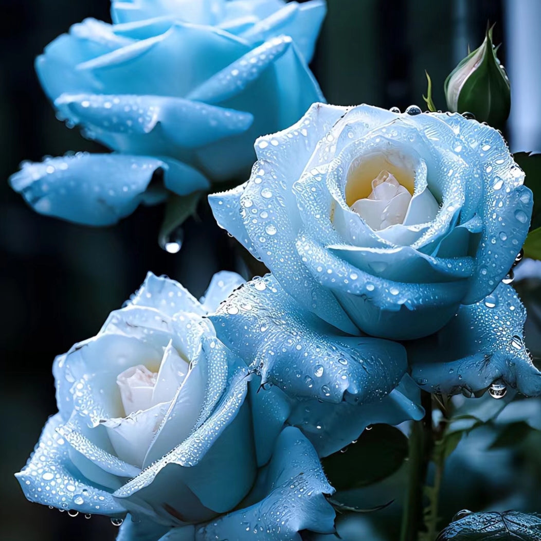 Broken Ice Blue Rose Seeds