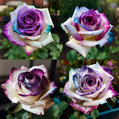 Rare Violet Rose Roses - Seeds