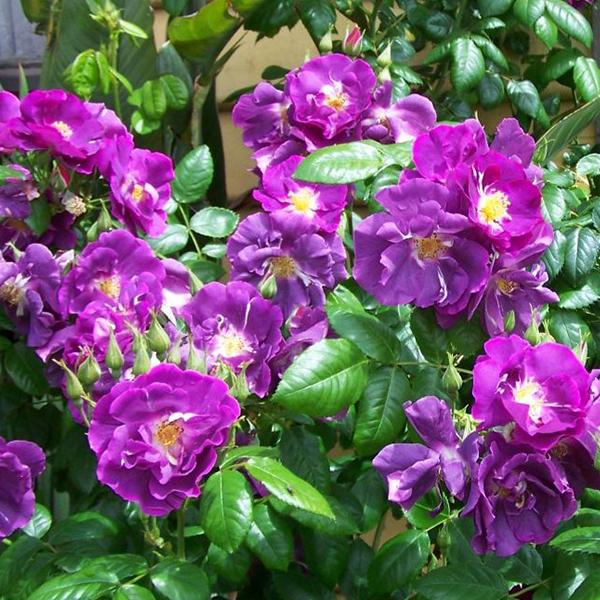 Purple  Climbing Rose Seeds