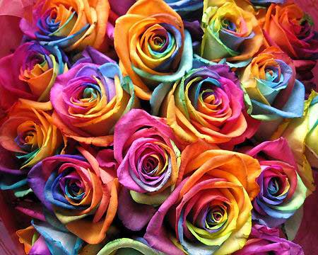 Rainbow Rose Seeds