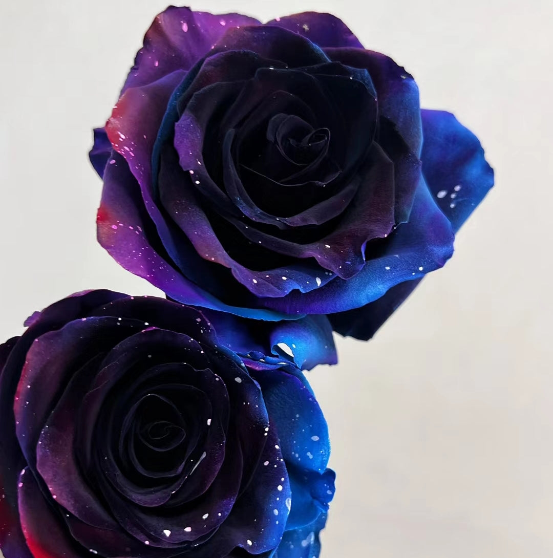 Starry Sky Roses