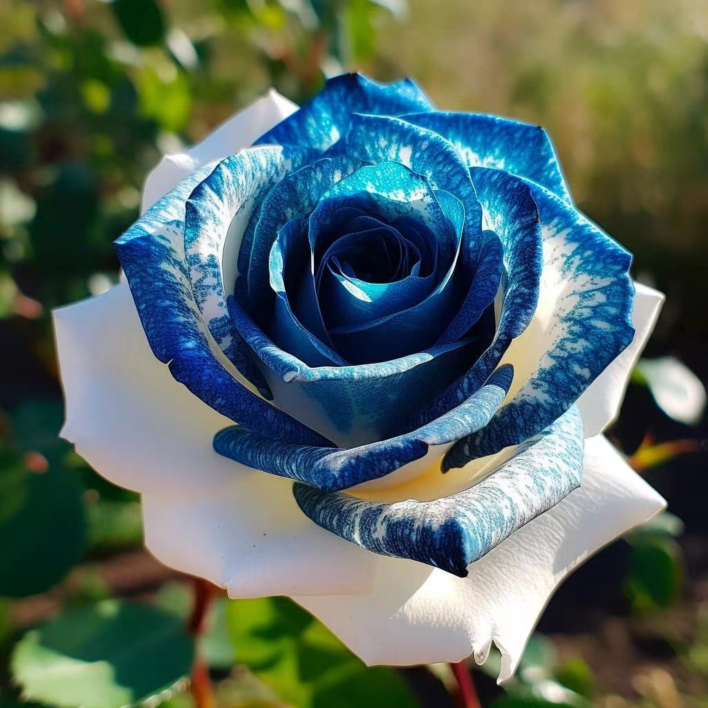 💙Sapphire Gem Twin Roses🤍