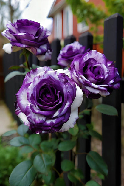 Rare Purple and White Twin Roses