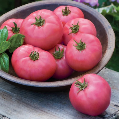 🩷🍅Tomato Brandywine Pink Seeds