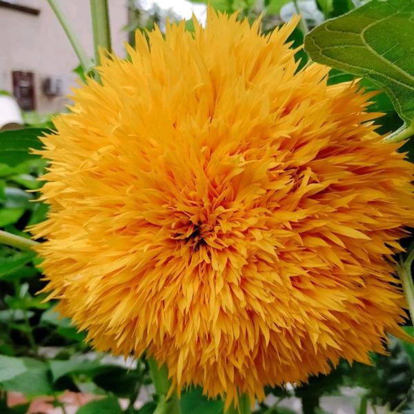 Teddy Bear Sunflower