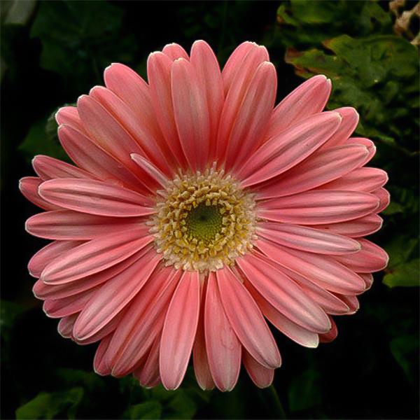 💫 50% OFF 🎉 10 kinds of bright gerbera flower seeds