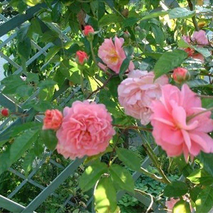 Pink Lady Rose Climbing Seeds