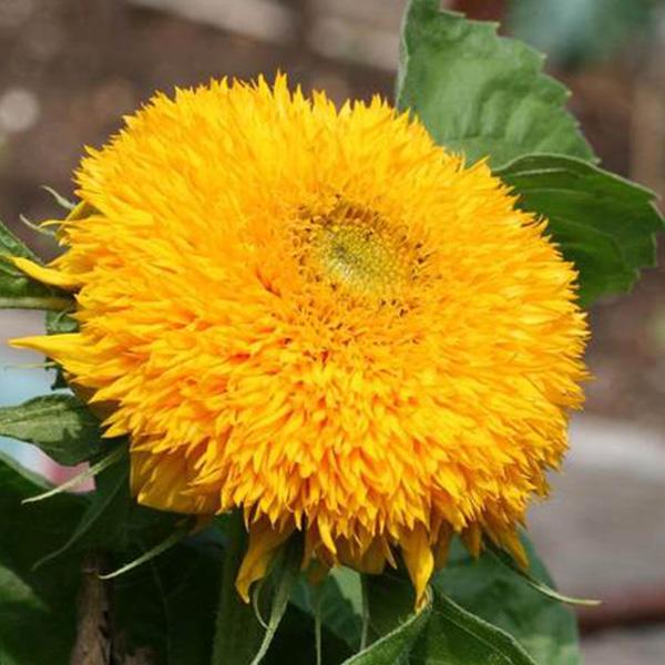 Teddy Bear Sunflower