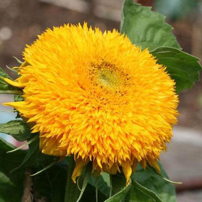 Teddy Bear Sunflower