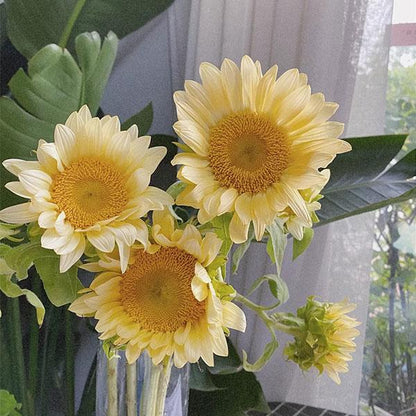 Butter Sunflower Seeds