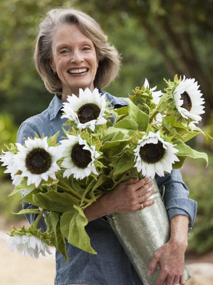 50 Seeds White sunflower with black core