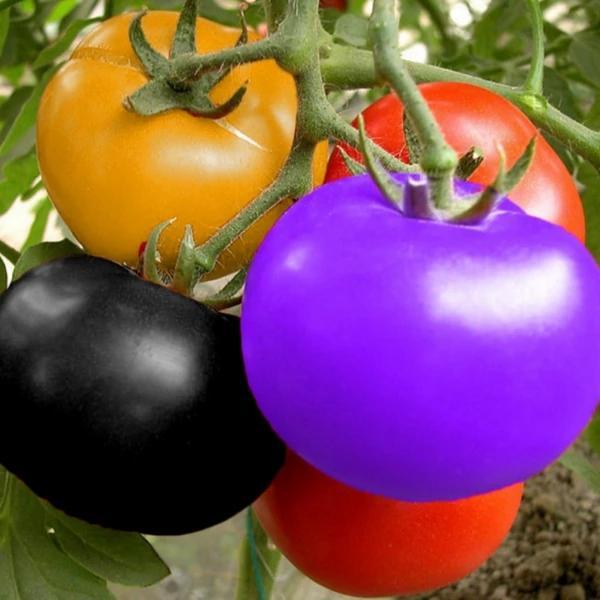 🌈🍅Rainbow Tomato Seeds