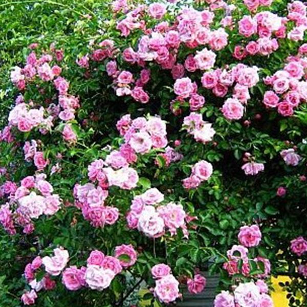 Pink Lady Rose Climbing Seeds