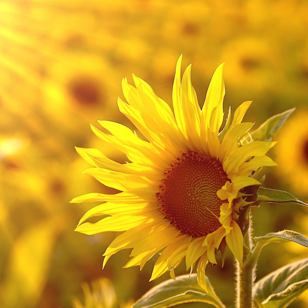 50 Seeds Mammoth Russian Sunflower Seeds