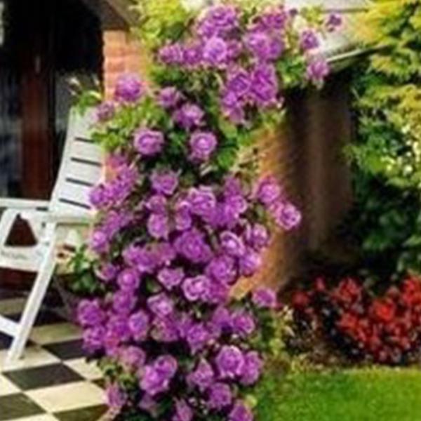 Purple  Climbing Rose Seeds