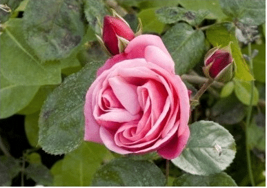 Climbing Rose (Pink) 50 Seeds