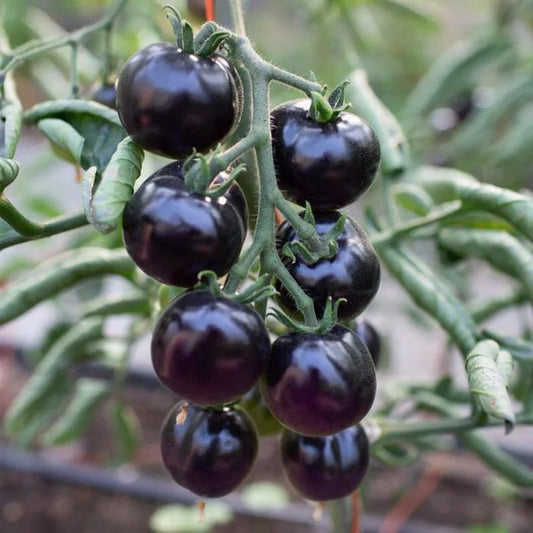 💥💥Organic Indigo Rose Tomato Seeds