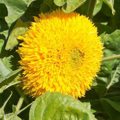 Teddy Bear Sunflower