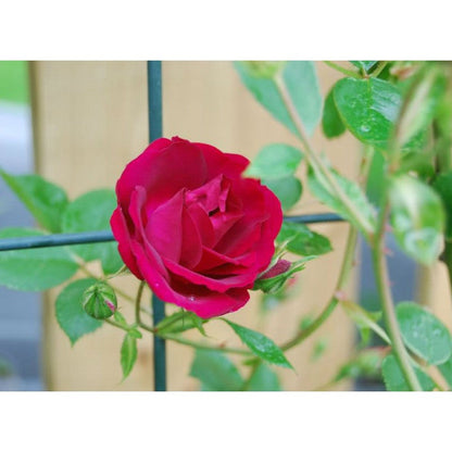 Climbing Rose (Red) 50 Seeds