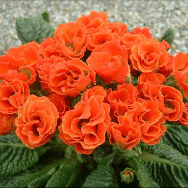 Orange Rose Primula Seeds