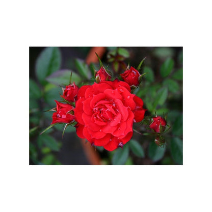 Climbing Rose (Red) 50 Seeds