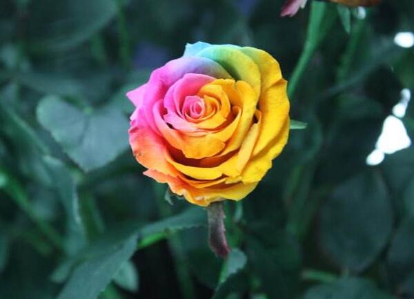 Rainbow Rose Seeds