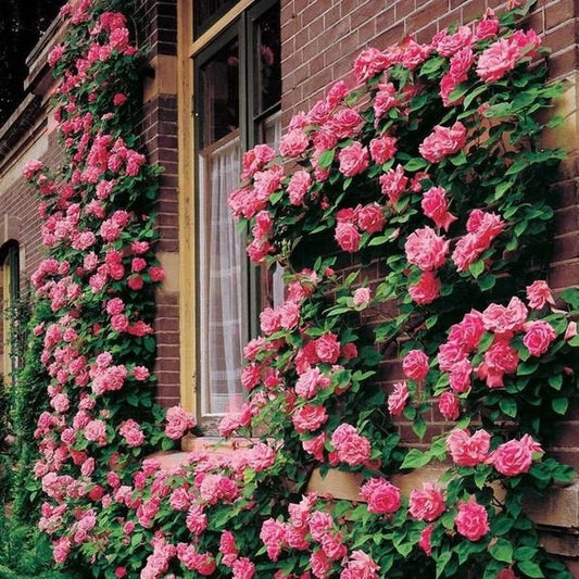 Pink Lady Rose Climbing Seeds