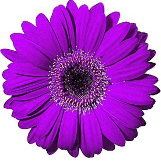 💫 50% OFF 🎉 10 kinds of bright gerbera flower seeds