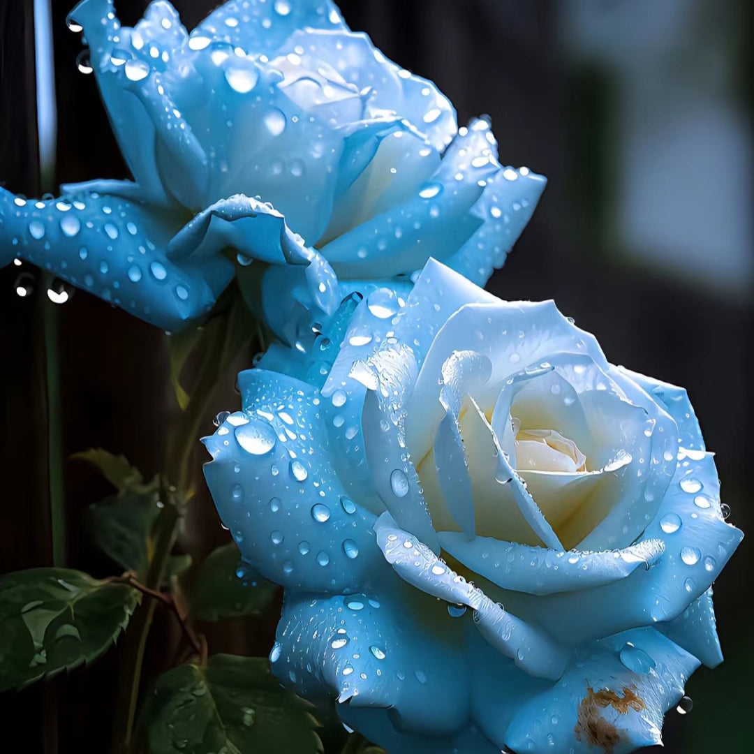 Broken Ice Blue Rose Seeds