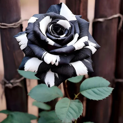 RARE BLACK & WHITE ROSE